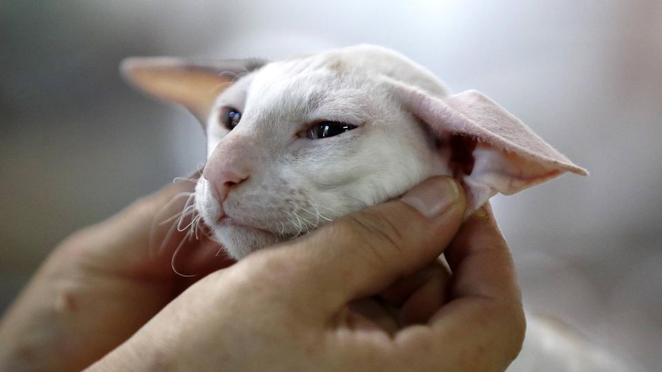 Kleinste Katzenrassen: So winzig klein sind Singapura & Munchkin | STERN.de