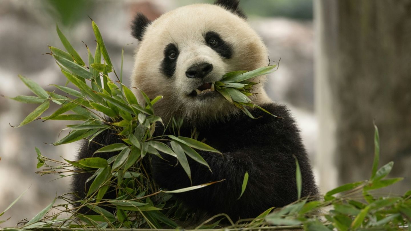 Chinas Staatschef Xi: USA erhalten in Kürze zwei neue Pandas