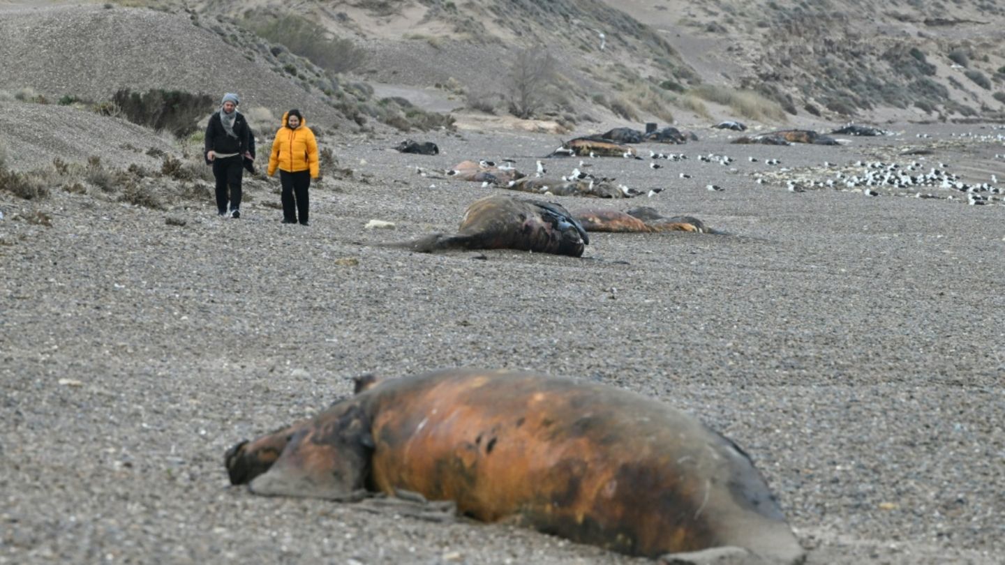 Argentinien: Hunderte tote Walkälber an Küste angespült