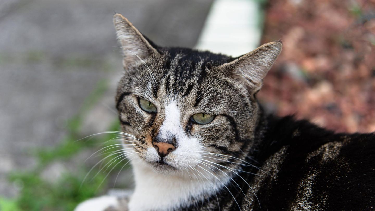 Chip-Scanner: „Herrenlose“ Katze will einziehen? So fliegt der flauschige Betrüger auf