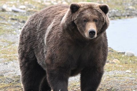 Braunbär „Backpack“