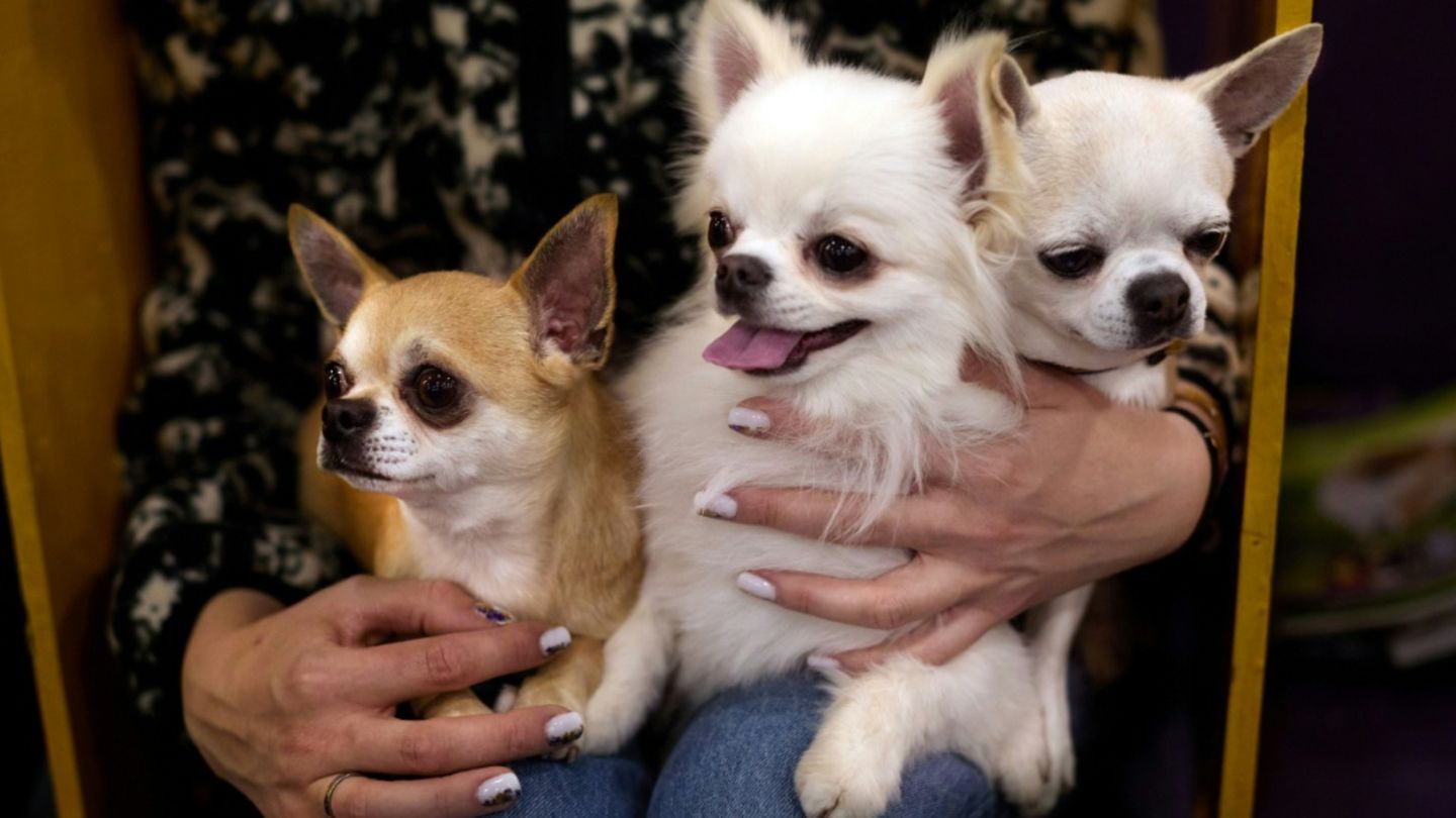 Streit zwischen Hundebesitzern in Sachsen: Zwei Chihuahuas am Ende tot