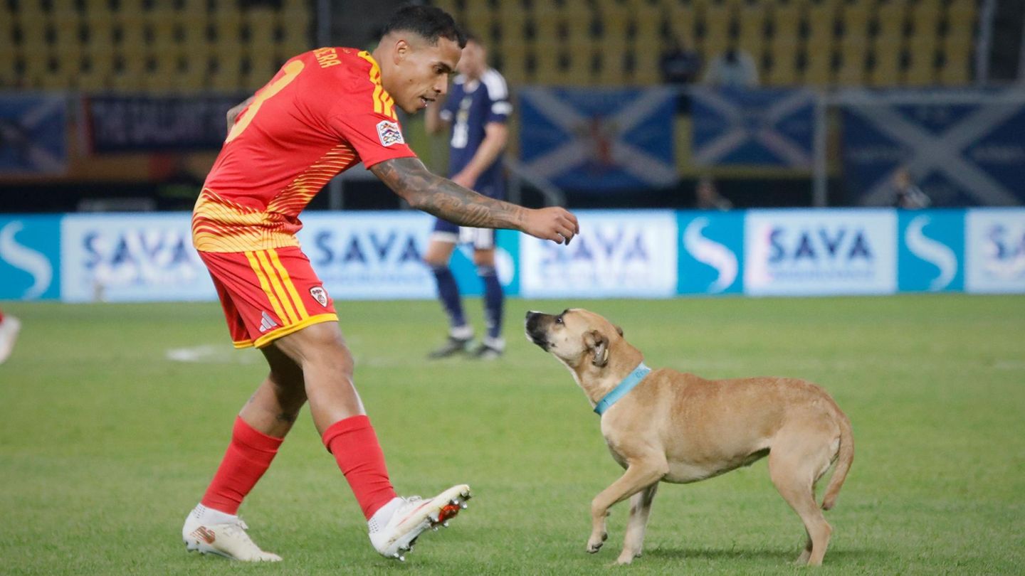 Nations League: Hund sorgt für kuriose Unterbrechung bei Schottland-Sieg