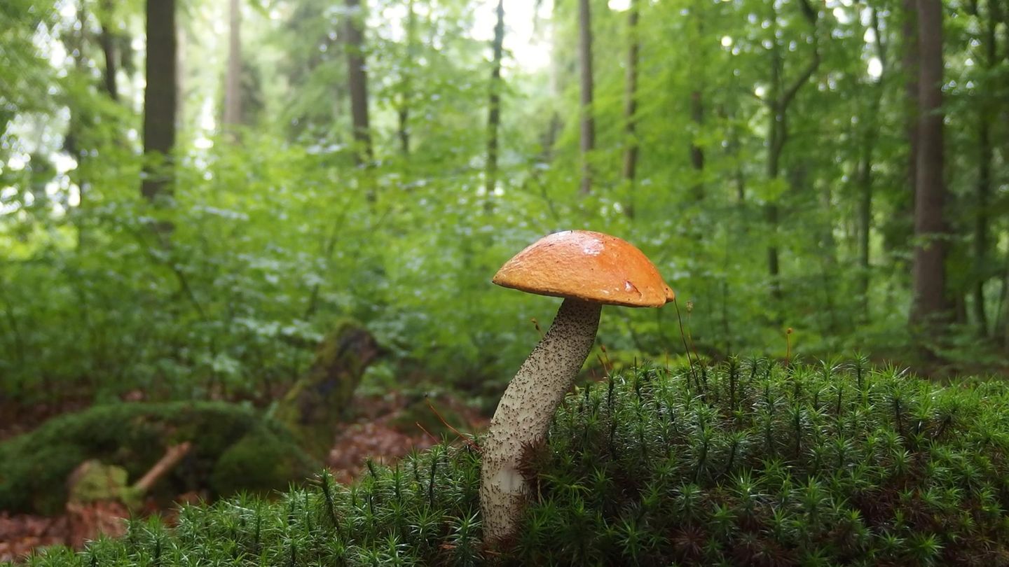 Pilzsuche: Pflanzen als Wegweiser: Wo wachsen Pfifferling, Morchel und Marone?