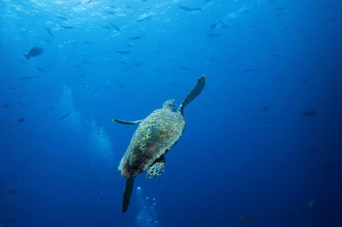 WWF: gefährdete Tierbestände
