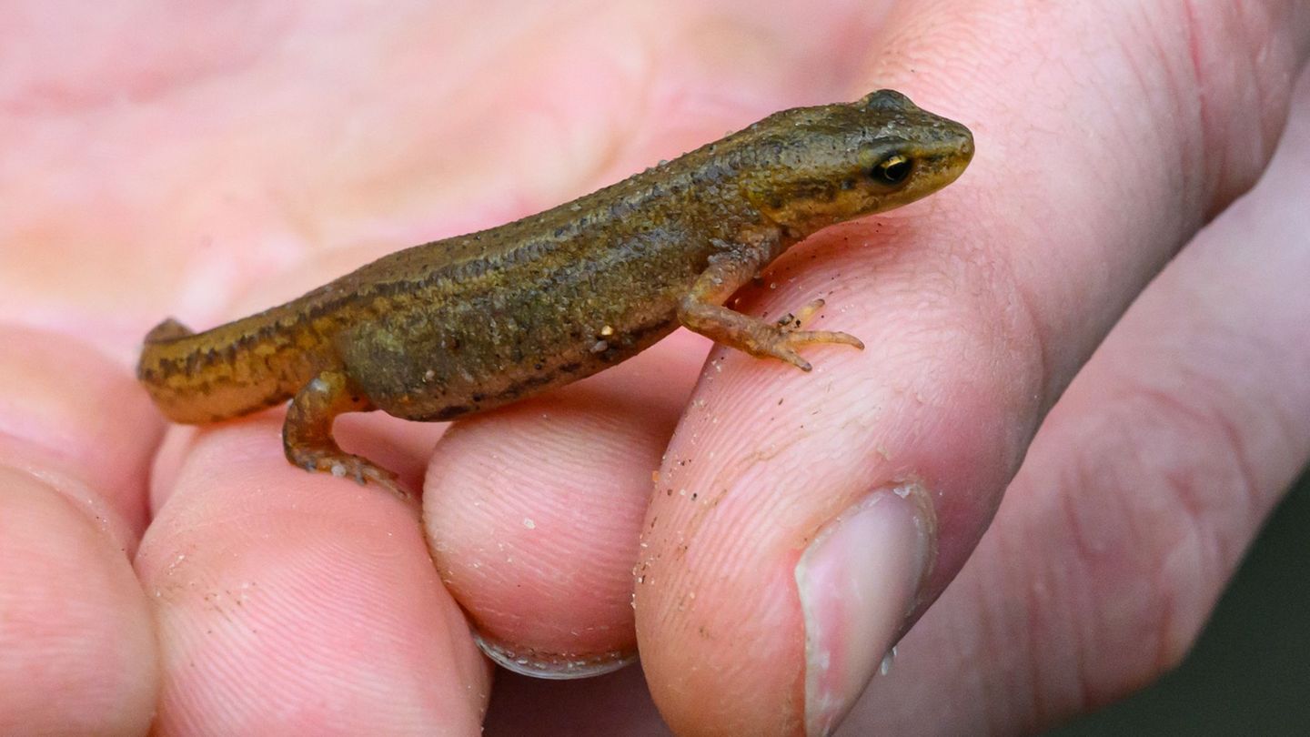 Amphibienbericht: Nahezu alle Amphibienarten in Berlin stark unter Druck