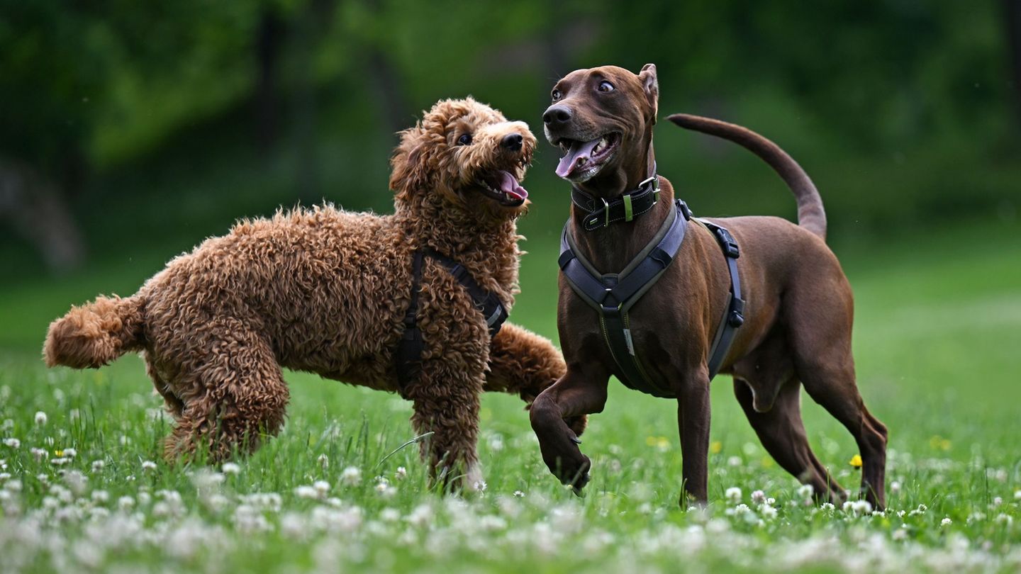 Statistik: Hundesteuer in Thüringen steigt weiter