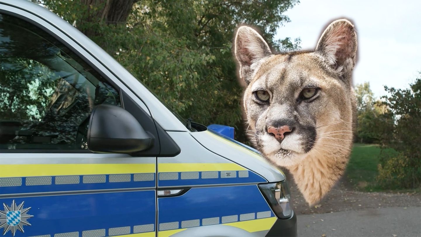 Bei München: Puma gesichtet? Polizei sucht nach verdächtigem Wildtier