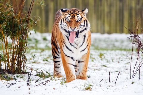 Ein Sibirischer Tiger in dem Gehege im Yorkshire Wildlife Park (Archivbild)