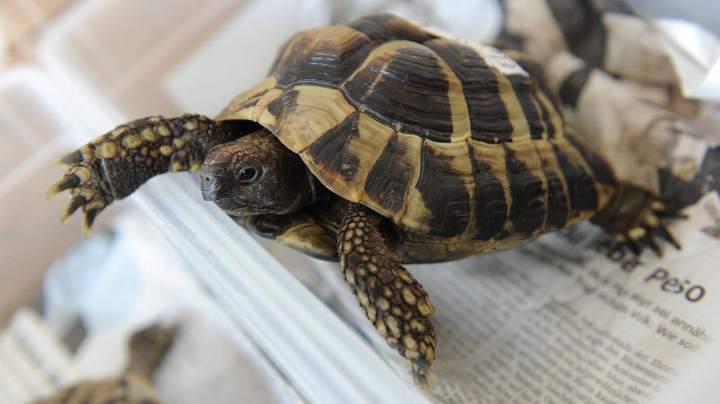 Tiere: Warum Ihre Schildkröte im Winter in den Kühlschrank gehört