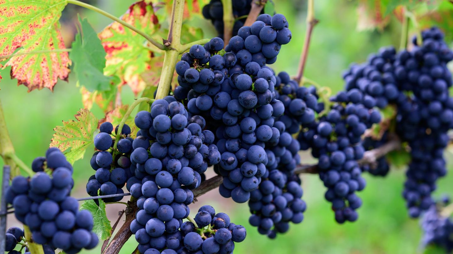 Guter Jahrgang in Sicht: Weinernte unter dem Durchschnitt