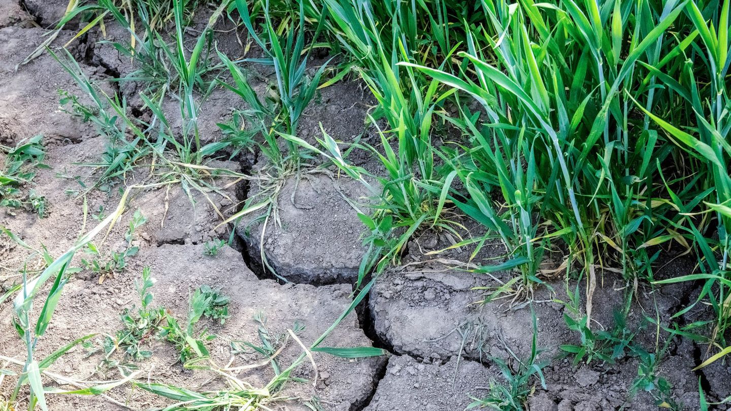 Regenbilanz: So viel hat es geregnet - und so sieht das Soll aus