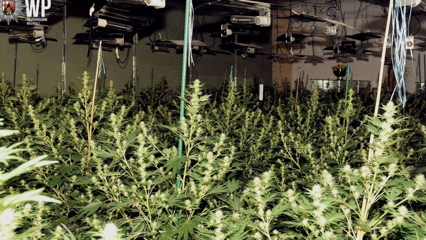 Cannabis: Mehrstöckige Drogen-Plantage fliegt wegen Stromausfalls auf