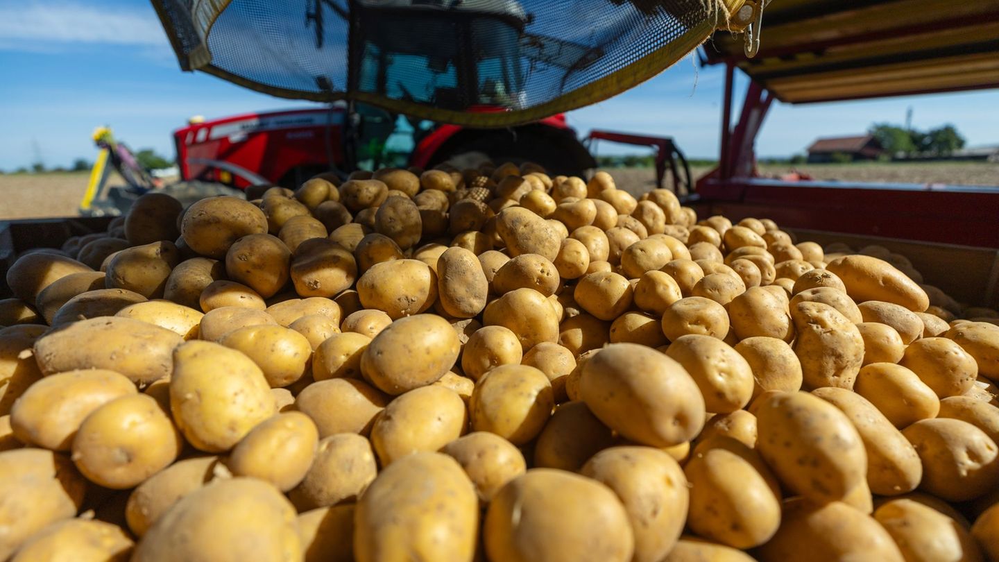Folge der Dürre: Miese Kartoffelernte lässt Preise steigen