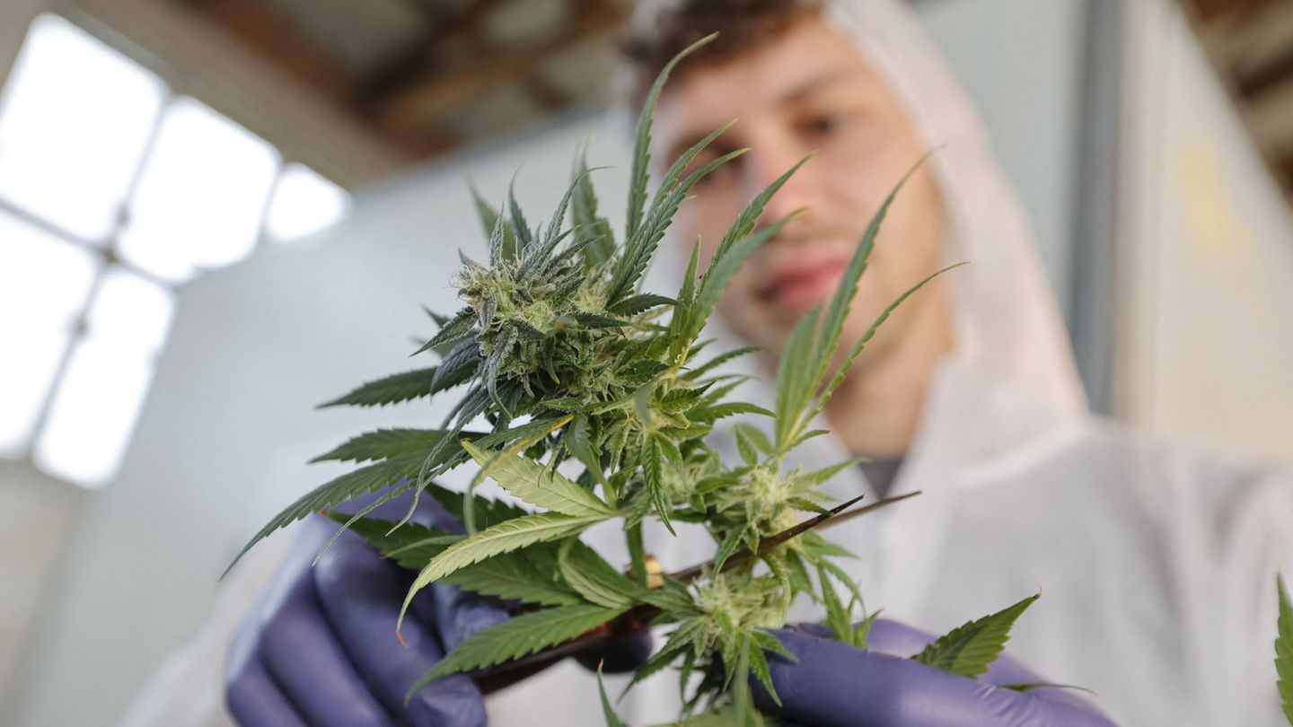 Anbaugemeinschaften: Zahl der Cannabis-Clubs in Sachsen-Anhalt wächst