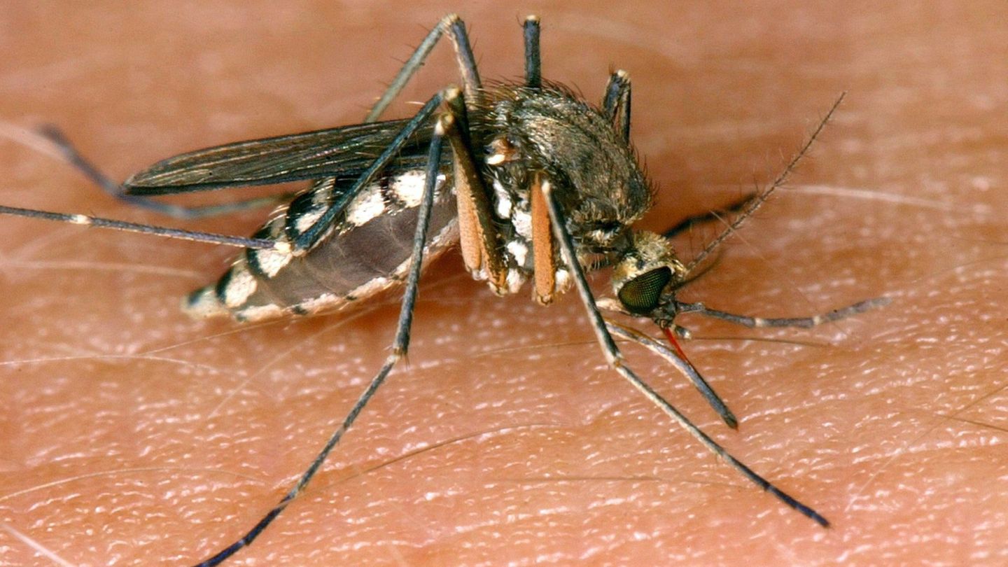 Gesundheit: Bisher eine Infektion mit dem West-Nil-Virus in Sachsen 2026