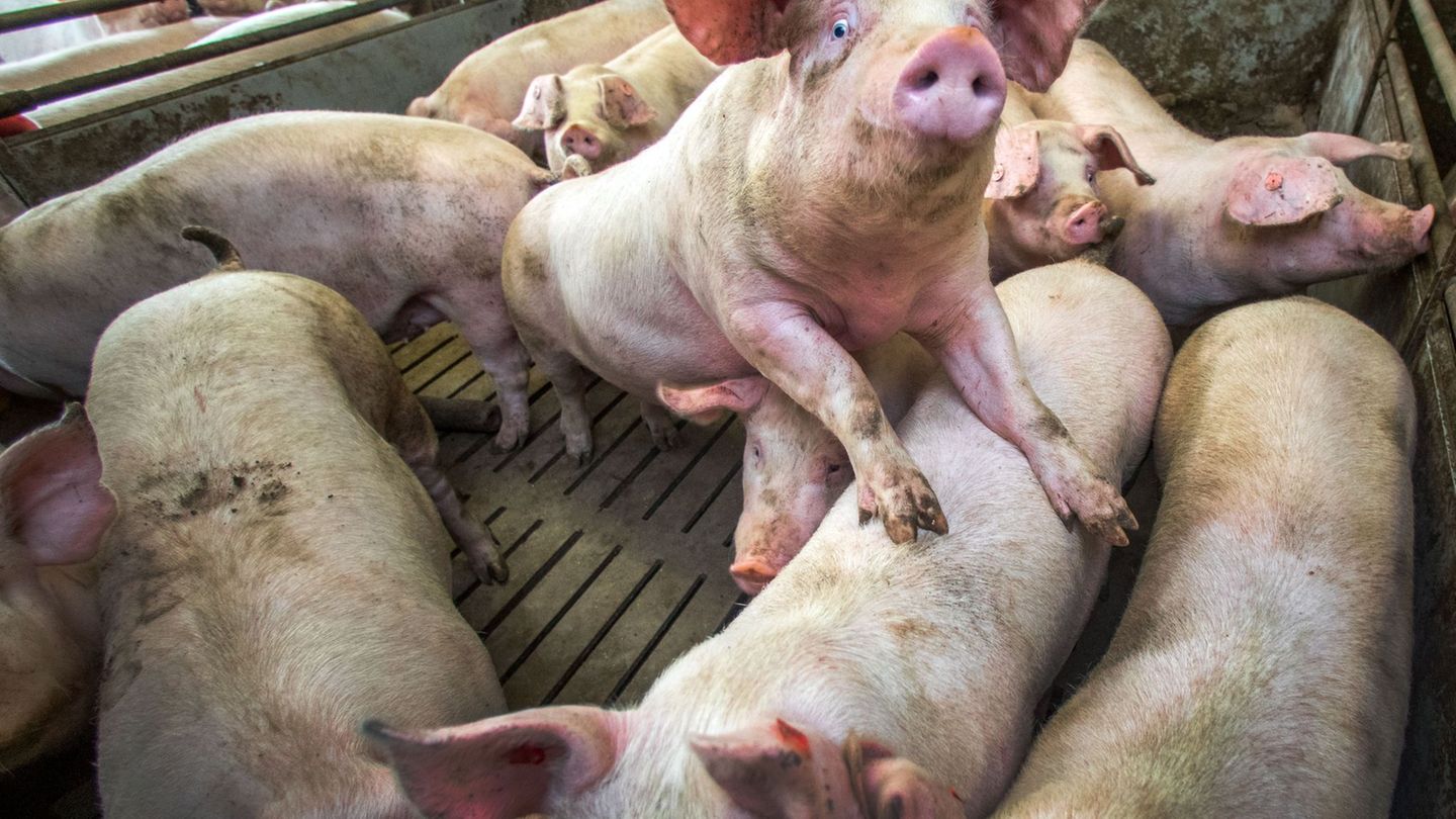 Landwirtschaft in MV: Kühe, Schweine, Hühner: Wieder mehr Tiere in MV-Ställen