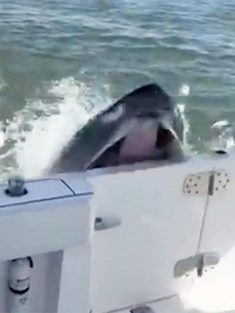 Ein Buckelwal ist am Rand eines Fischerbootes zu sehen, das er gerade gerammt hat.