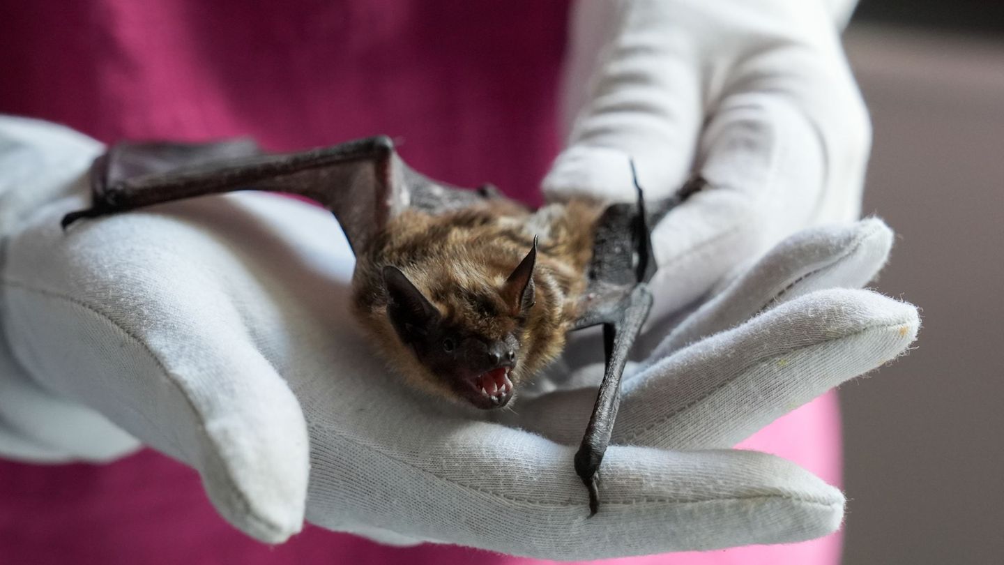 Lyssavirus: Tollwut bei Fledermaus in Kassel nachgewiesen