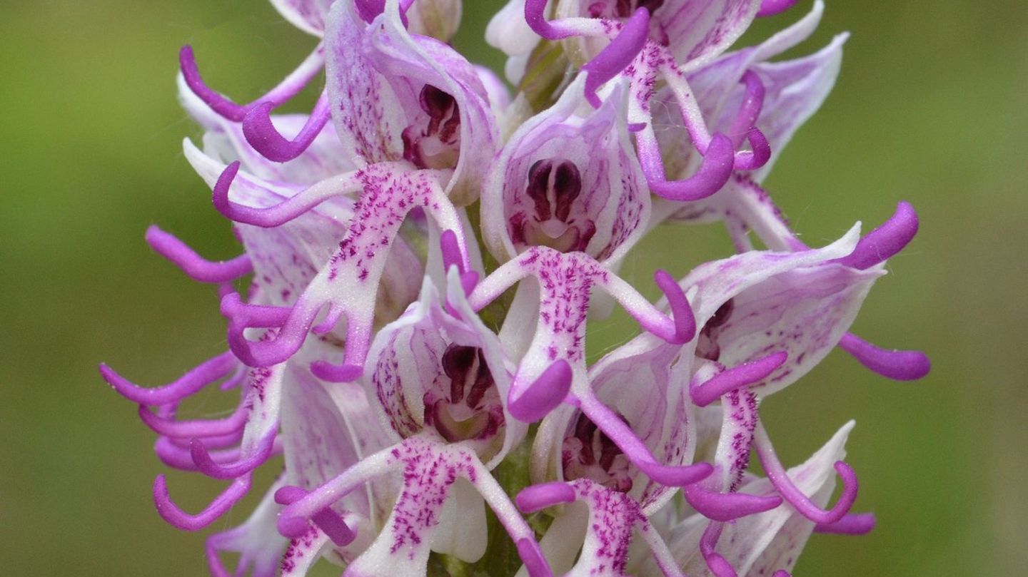 Pflanzen: Affen-Knabenkraut wird Orchidee des Jahres 2027