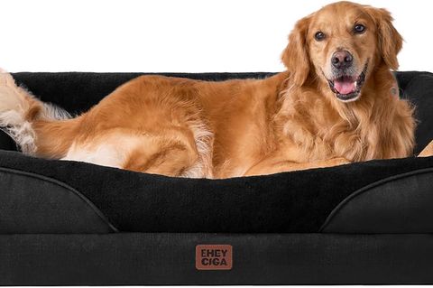Golden Retriever liegt in einem orthopädischen Hundebett.