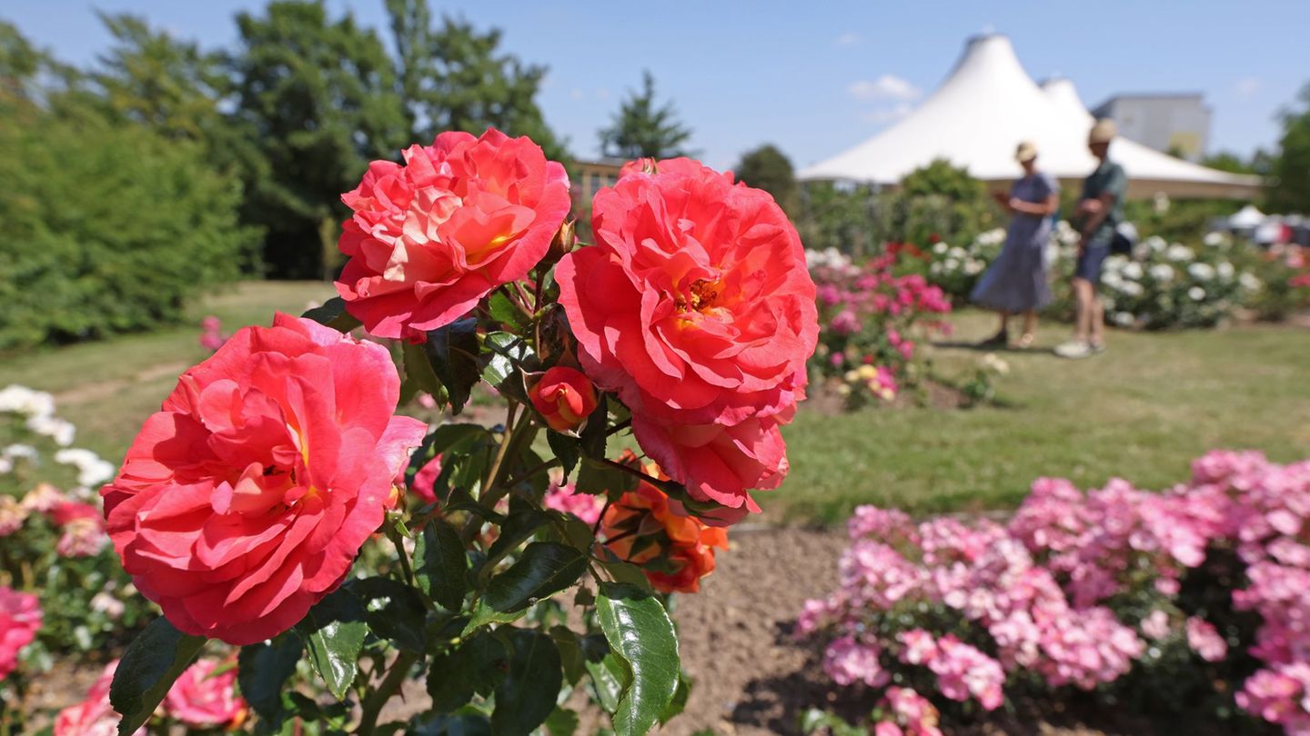 Freizeit: Hitze drückte Besucherzahl im Rosarium Sangerhausen