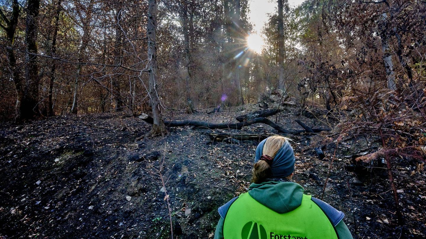 Blick ins Land: Nach den Flammen: Wie erholen sich unsere Wälder?