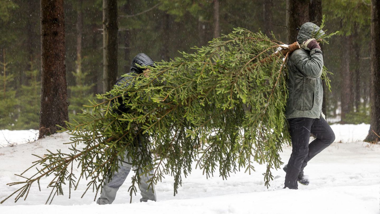Weihnachtszeit: Warum Weihnachtsbäume in Thüringen etwas teurer werden