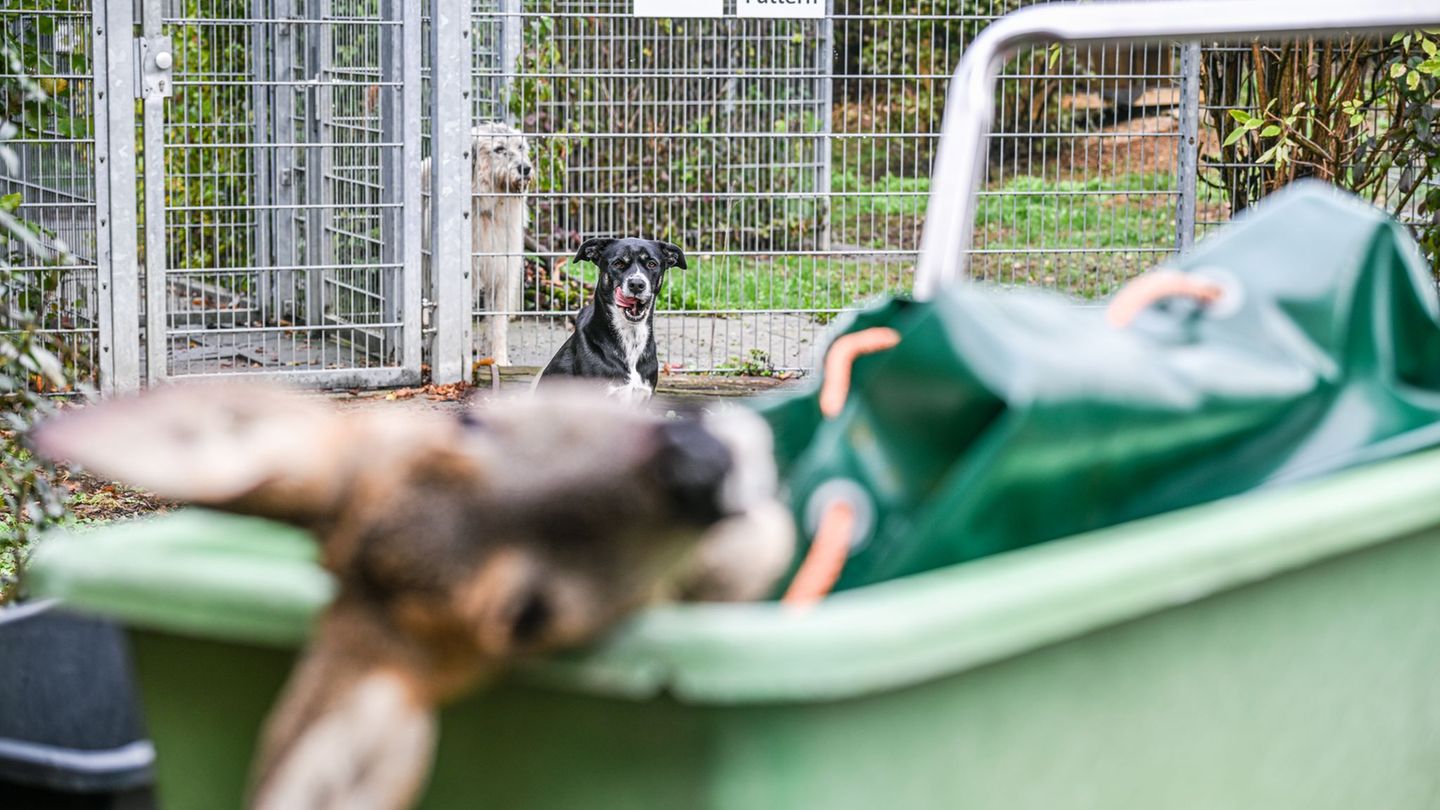 Pilotcharakter?: Vom Straßenrand in den Napf - Unfallwild als Tierheimfutter