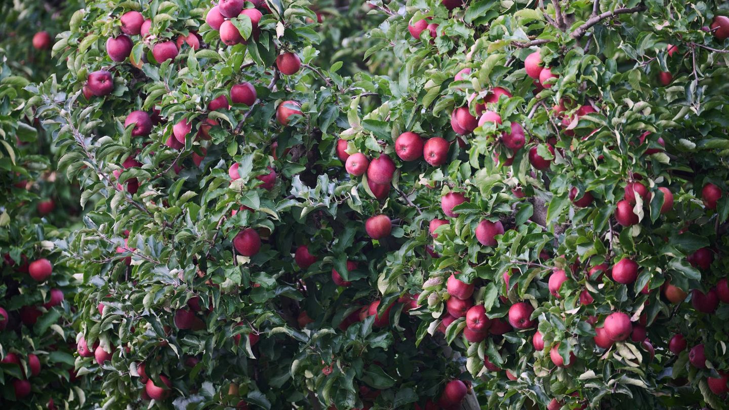 Äpfel: Sorgen um den Apfel-Appetit in Deutschland