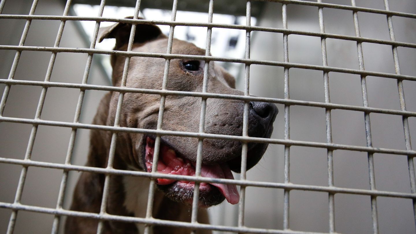 Tiere: Mann ersticht aggressiven Hund - 70-Jährige verblutet fast