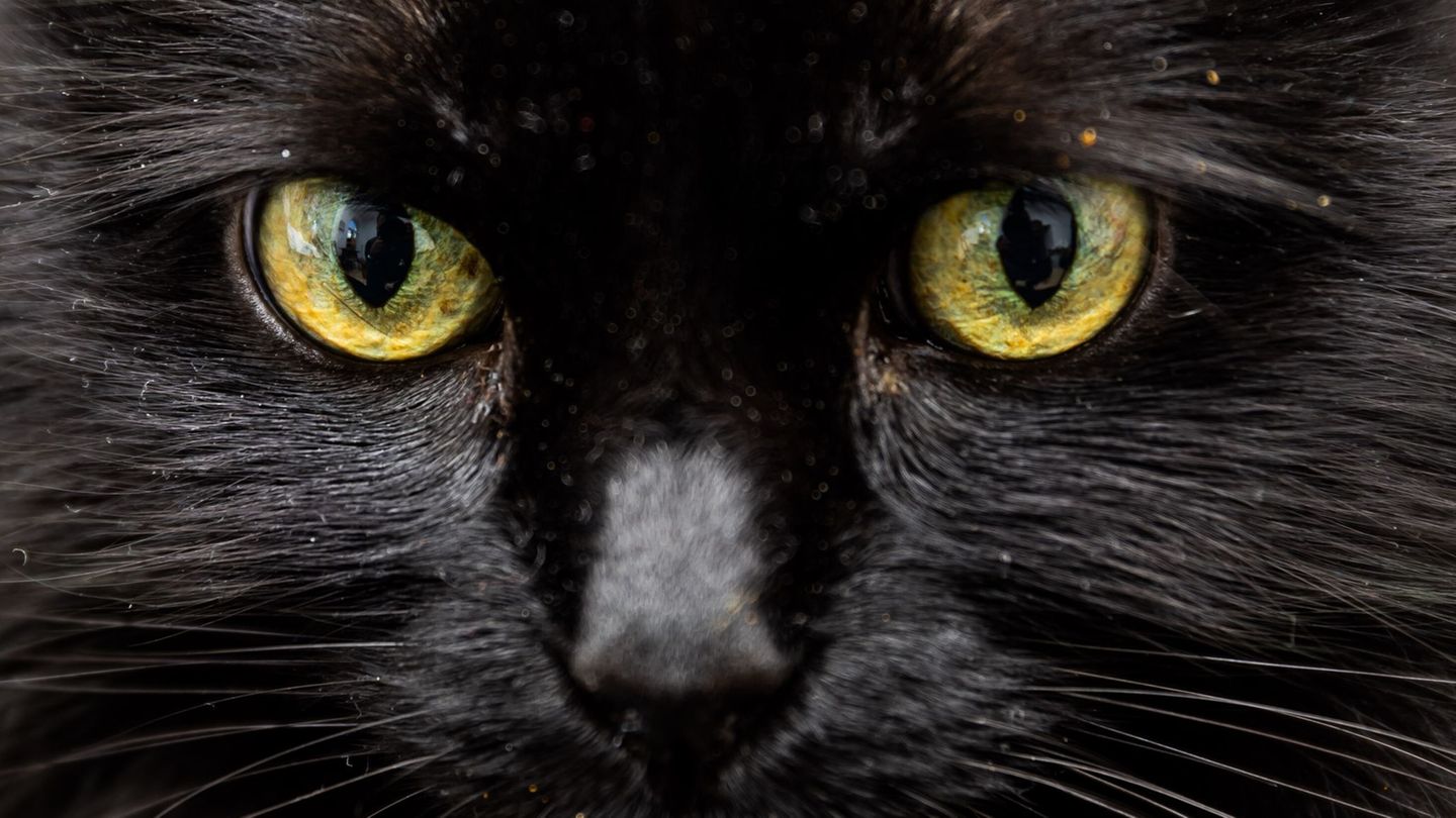 Obduktion geplant: Erhängter Kater in Wolfach gefunden – Polizei ermittelt
