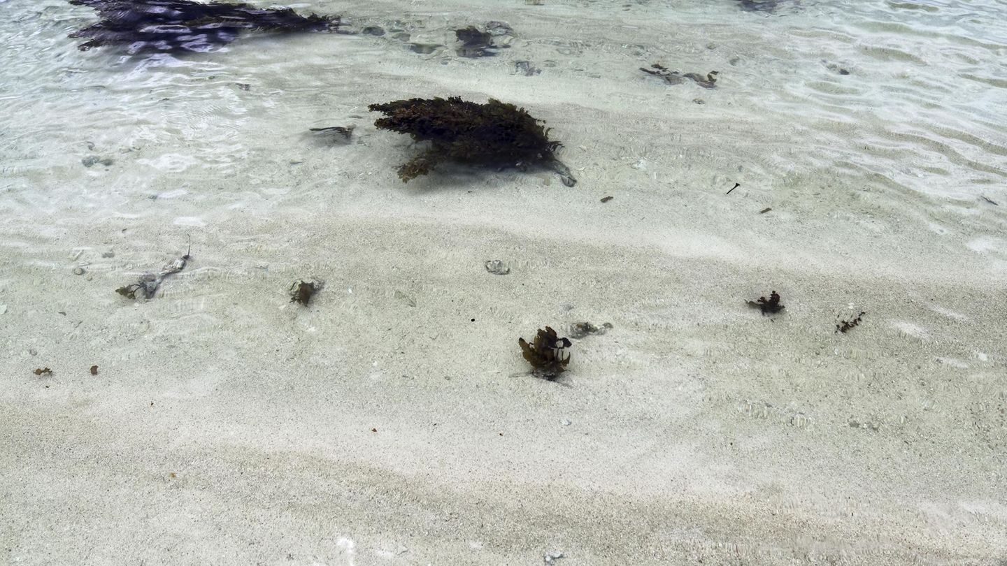 Seychellen: Deutscher Tourist stirbt auf der Suche nach seiner Taucherbrille