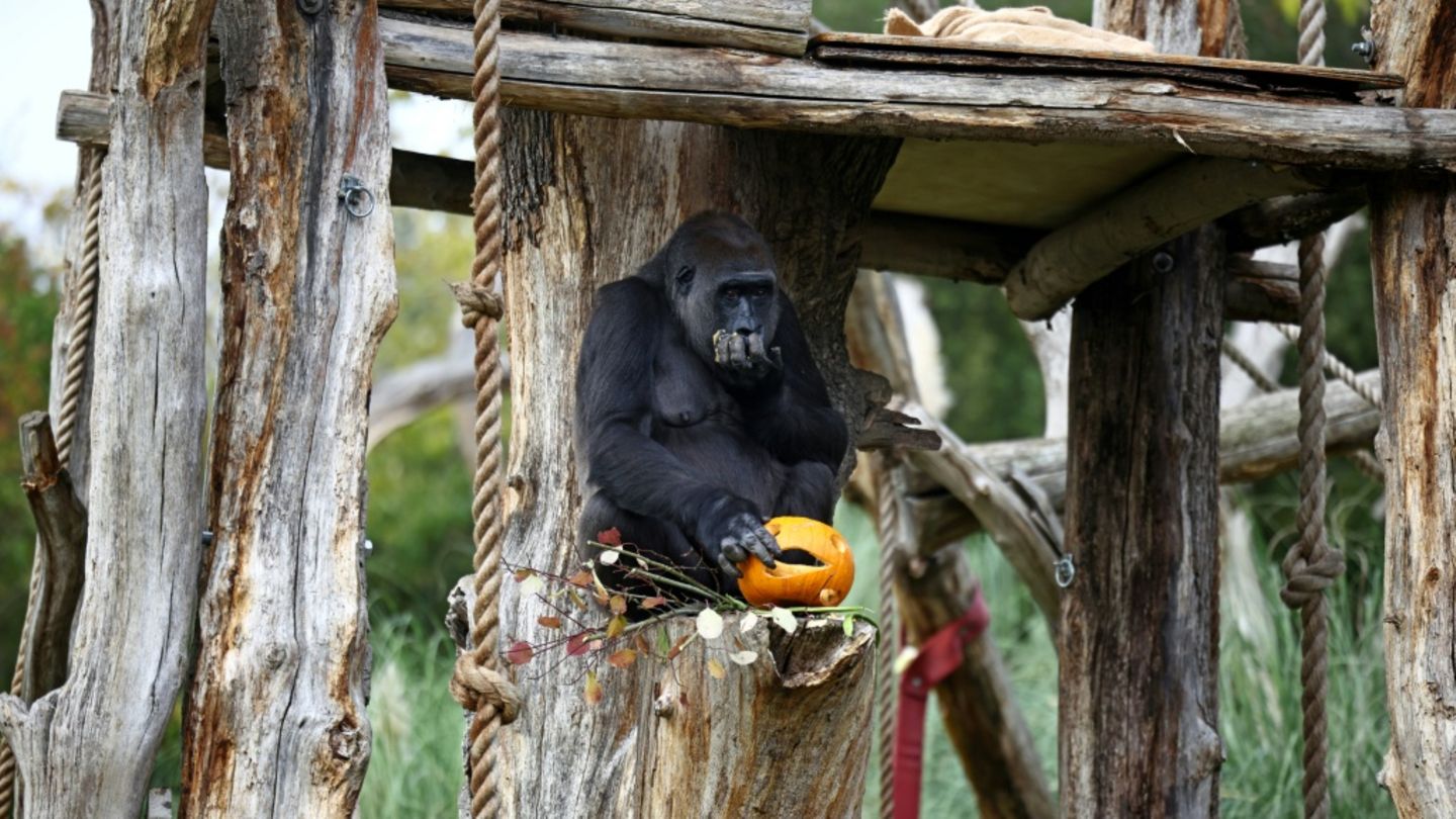 Stdwrn Halloween im Tiergehege | STERN.de
