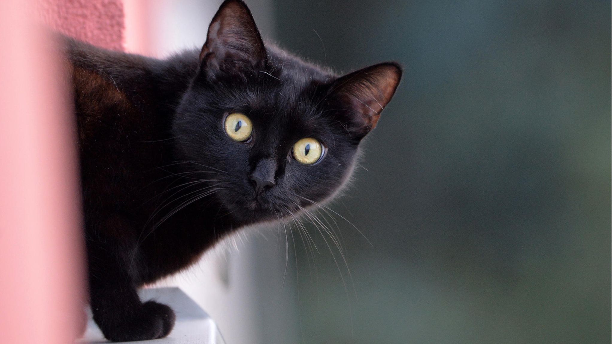 Schwarze Katzen sehen doof aus auf Selfies? Im Ernst?
