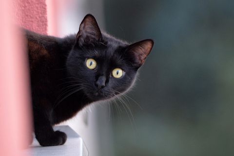Schwarze Katze