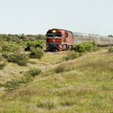 Ein Kamel als Logo des Zuges: Noch am selben Tag um 18.20 Uhr nimmt der "Ghan" wieder Fahrt auf, rattert durch das Buschland, ehe das rote Niemandsland erreicht wird. Der "Ghan", gesprochen "Gähn", hat seinen Namen nicht wegen seiner langsamen Durchschnittsgeschwindigkeit bekommen, sondern er leitet sich von der Verkürzung des Begriffs "Afghan Express" ab. Denn vor und beim Bau der Eisenbahn im 19. Jahrhunderts waren Kamele mit ihren afghanischen Karawanenführern die wichtigsten Transportmittel.
