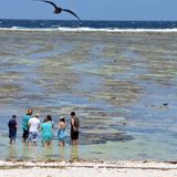 Spaziergang im Riff: Zweimal am Tag wird der Abschnitt zwischen Strand und dem äußeren Riffgürtel geflutet. Mit abnehmendem Wasser führen junge Ranger durch das warme Wasser und bringen den Besuchern die Flora und Fauna dieses sehr empfindlichen Ökosystems näher.