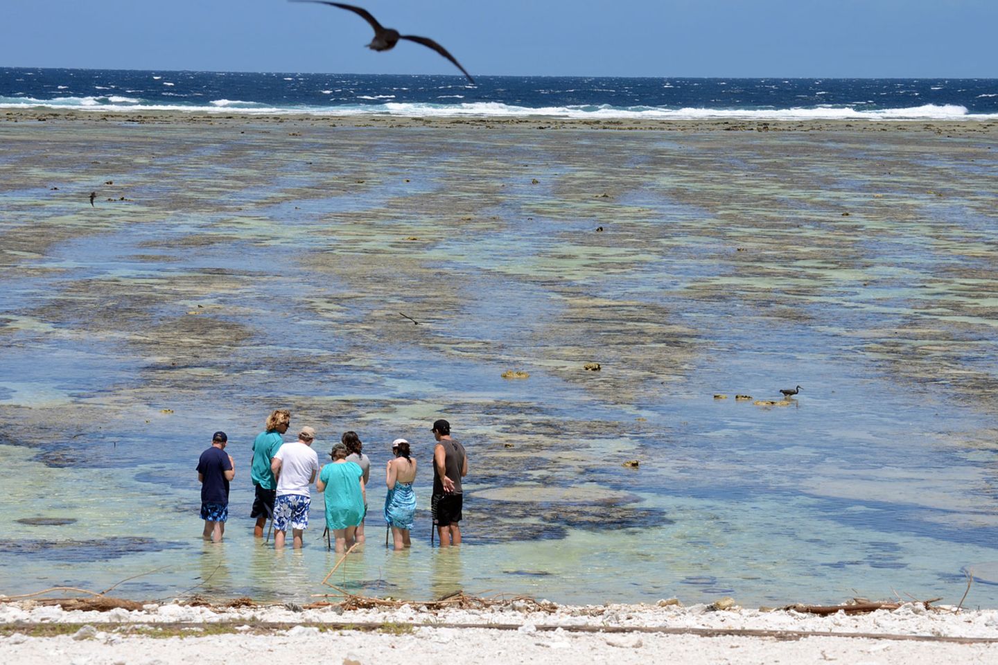 Spaziergang im Riff: Zweimal am Tag wird der Abschnitt zwischen Strand und dem äußeren Riffgürtel geflutet. Mit abnehmendem Wasser führen junge Ranger durch das warme Wasser und bringen den Besuchern die Flora und Fauna dieses sehr empfindlichen Ökosystems näher.