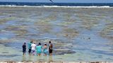 Spaziergang im Riff: Zweimal am Tag wird der Abschnitt zwischen Strand und dem äußeren Riffgürtel geflutet. Mit abnehmendem Wasser führen junge Ranger durch das warme Wasser und bringen den Besuchern die Flora und Fauna dieses sehr empfindlichen Ökosystems näher.