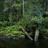 Streng genommen werden diese Wälder allerdings erst als Regenwald bezeichnet, wenn darin keine Eukalyptusbäume mehr wachsen. Doch bis der reine Regenwald sich zeigt, dauert es Jahrhunderte. Bis zu 500 Jahre alt werden die Riesen-Eukalypten, dann sterben sie - verglichen mit den anderen Urzeit-Waldbewohnern ist das relativ früh.