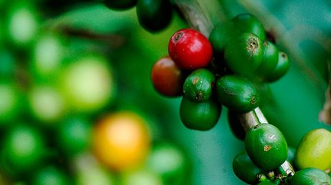 Kolumbien  Ein Kaffeebaum wird mehrfach im Jahr geerntet, da die Früchte unterschiedlich reifen. Erst wenn die Kaffeekirschen knallrot sind, werden sie gepflückt.  Kolumbien ist in der Kaffeeproduktion das Gegenstück zu Brasilien. Das Land beherrscht den Weltmarkt für hochwertige Kaffees, während aus Brasilien die mittlere Qualität liefert. Der sogenannte Andenkaffee hat ein reiches Aroma mit einer leicht süßen, nussigen Note und einer sehr feinen Säure