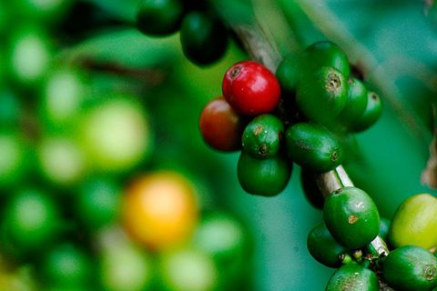 Kolumbien  Ein Kaffeebaum wird mehrfach im Jahr geerntet, da die Früchte unterschiedlich reifen. Erst wenn die Kaffeekirschen knallrot sind, werden sie gepflückt.  Kolumbien ist in der Kaffeeproduktion das Gegenstück zu Brasilien. Das Land beherrscht den Weltmarkt für hochwertige Kaffees, während aus Brasilien die mittlere Qualität liefert. Der sogenannte Andenkaffee hat ein reiches Aroma mit einer leicht süßen, nussigen Note und einer sehr feinen Säure