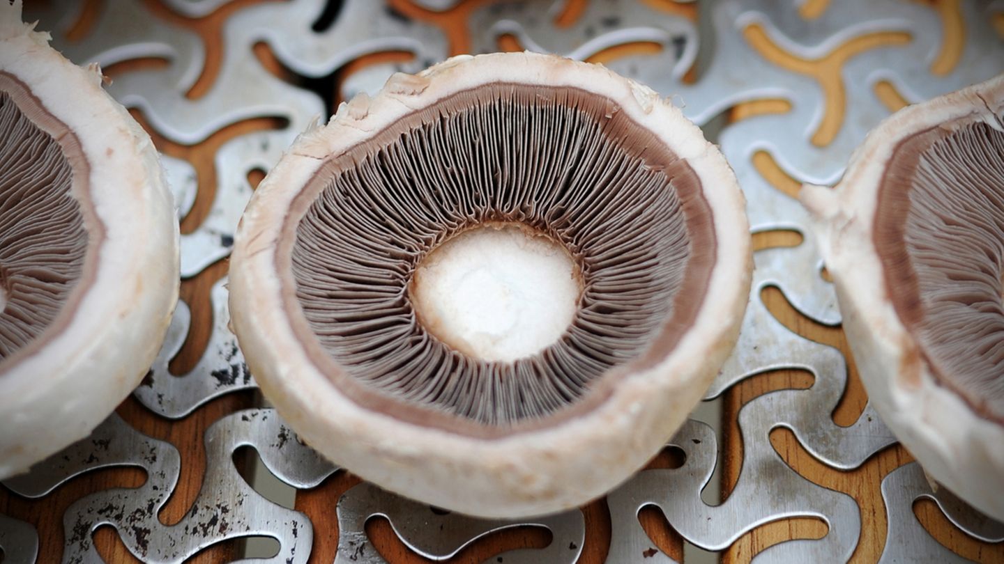 So sollten dann die Champignons nach der Schnittarbeit aussehen. Durch den Anschnitt wird die Fläche des Pilzes vergrößert und es passt etwas mehr von der Füllung drauf.