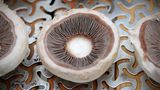 So sollten dann die Champignons nach der Schnittarbeit aussehen. Durch den Anschnitt wird die Fläche des Pilzes vergrößert und es passt etwas mehr von der Füllung drauf.