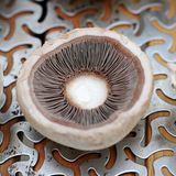 So sollten dann die Champignons nach der Schnittarbeit aussehen. Durch den Anschnitt wird die Fläche des Pilzes vergrößert und es passt etwas mehr von der Füllung drauf.