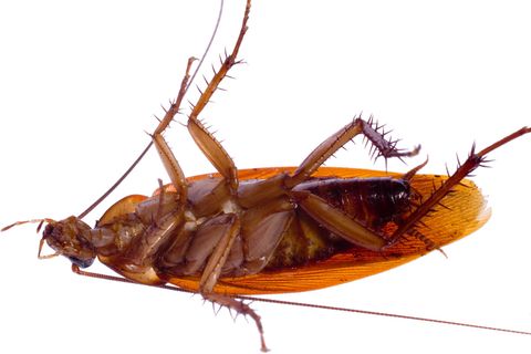 Zwei Zentimeter lang war der nächtliche Schädlings-Besuch des Australiers