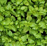 Basilikum ist besonders empfindlich. Stellt man ihn in den Kühlschrank, fängt er an zu welken, verliert seinen Geschmack und nimmt die Essensgerüche des Kühlschranks an. Besser ist es, den Basilikum wie eine schöne Blume zu behandeln: Stellen Sie ihn in eine Vase. Oder frieren Sie die grünen Blätter ein, dann haben Sie länger etwas davon.