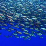 Zwanzig Meter in der Tiefe traf Mauthe auf diesen Schwarm rote Schnapper. Kurz vor Vollmond versammeln sie sich zum Laichen. Was aussieht wie ein Selbstmordkommando, ist der Beginn der Befruchtung: Die Fische stürzen sich zuerst in die Tiefe, um dann synchron und rasend schnell wieder aufzusteigen.