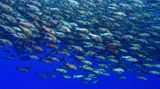 Zwanzig Meter in der Tiefe traf Mauthe auf diesen Schwarm rote Schnapper. Kurz vor Vollmond versammeln sie sich zum Laichen. Was aussieht wie ein Selbstmordkommando, ist der Beginn der Befruchtung: Die Fische stürzen sich zuerst in die Tiefe, um dann synchron und rasend schnell wieder aufzusteigen.